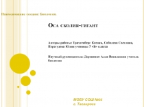 Презентация к исследовательской работе  Оса сколия-гигант