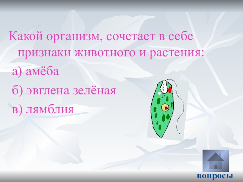 Сочетающую в себе признаки. Какой организм сочетает в себе признаки животного и растения. Какие организмы сочетают признаки растений и животных. Организмы сочетающие в себе животные и растения. Эвглена признаки растений признаки животных.