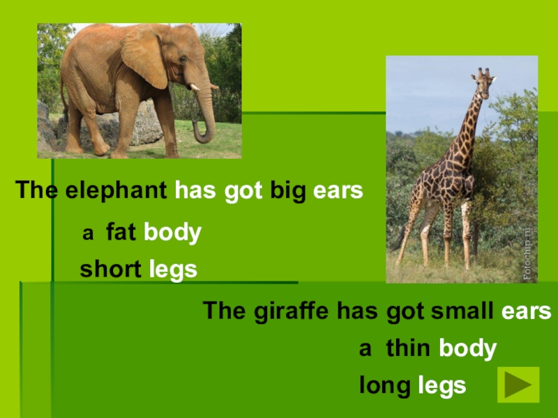 The elephant has got big ears The giraffe has got small. 