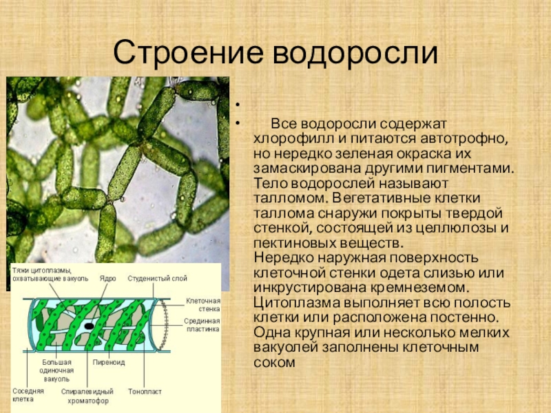 В клетках водорослей содержится. Строение водорослей. Клетка водоросли. Строение клетки водоросли. Строение клеток микроводорослей.