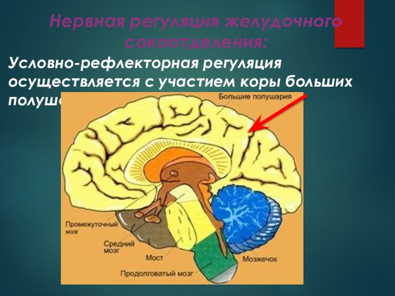 Регуляция пищеварения гигиена питания презентация 8 класс