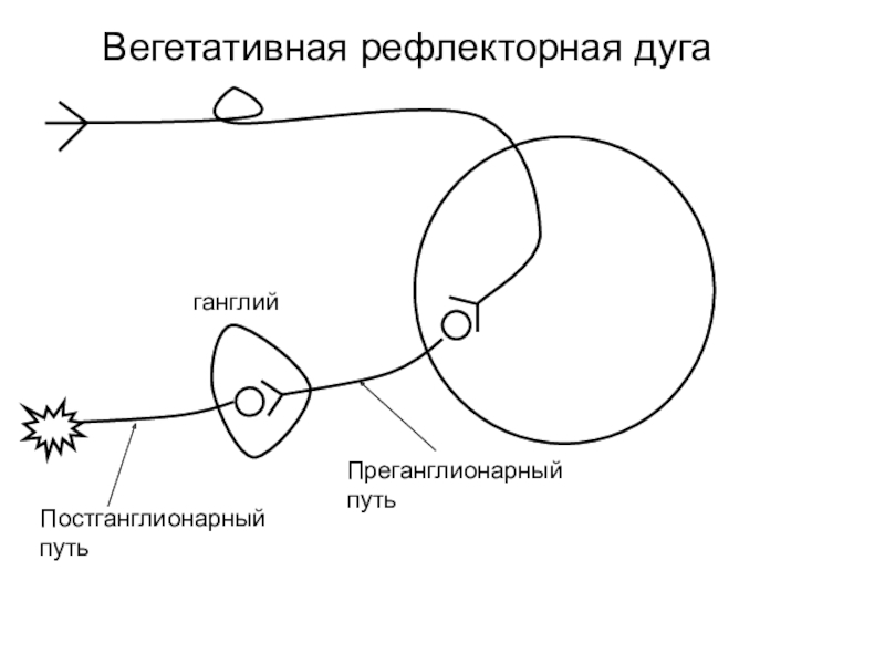 Рефлекторная дуга вегетативной нервной системы. Вегетативная рефлекторная дуга схема. Схема рефлекторной дуги вегетативного рефлекса. Рефлекторная дуга вегетативного рефлекса. Парасимпатическая рефлекторная дуга рисунок.