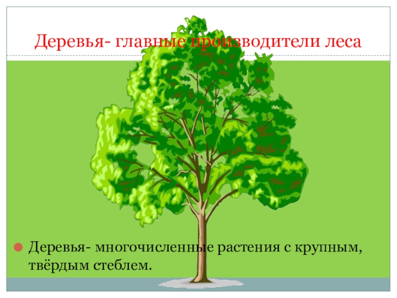 Многочисленные растения. Главные производители леса. Растения с твердым стеблем.