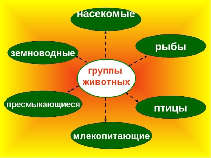 Презентация группы животных 3 класс окружающий мир