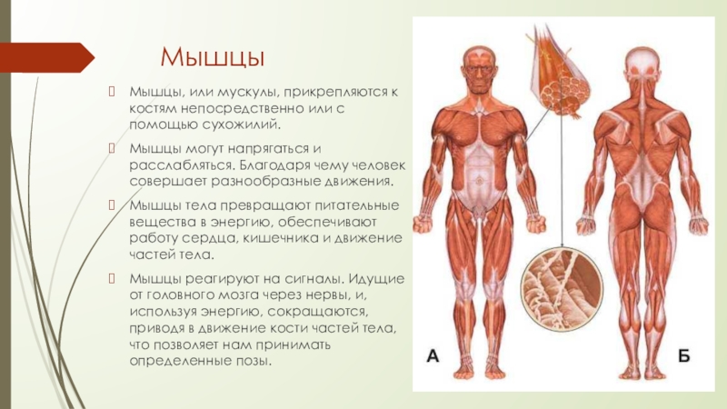 Скелет человека с мышцами и сухожилиями фото