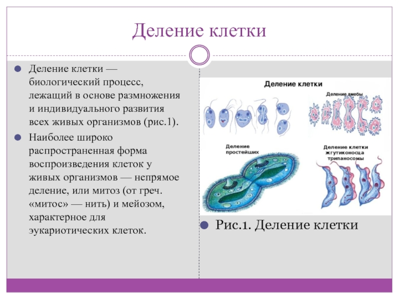 Процесс деления в результате. Деление клетки биологический процесс. Что участвует в делении клетки. Участвует в процессе деления клетки. Участвует при делении клетки.