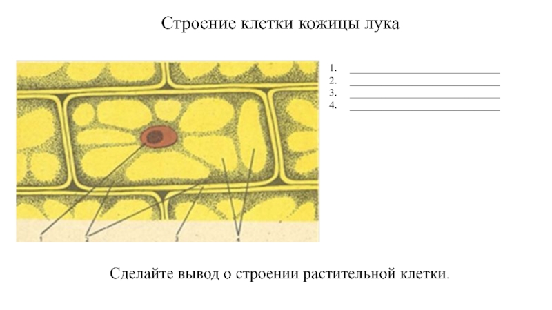 Какой микропрепарат изображен на рисунке