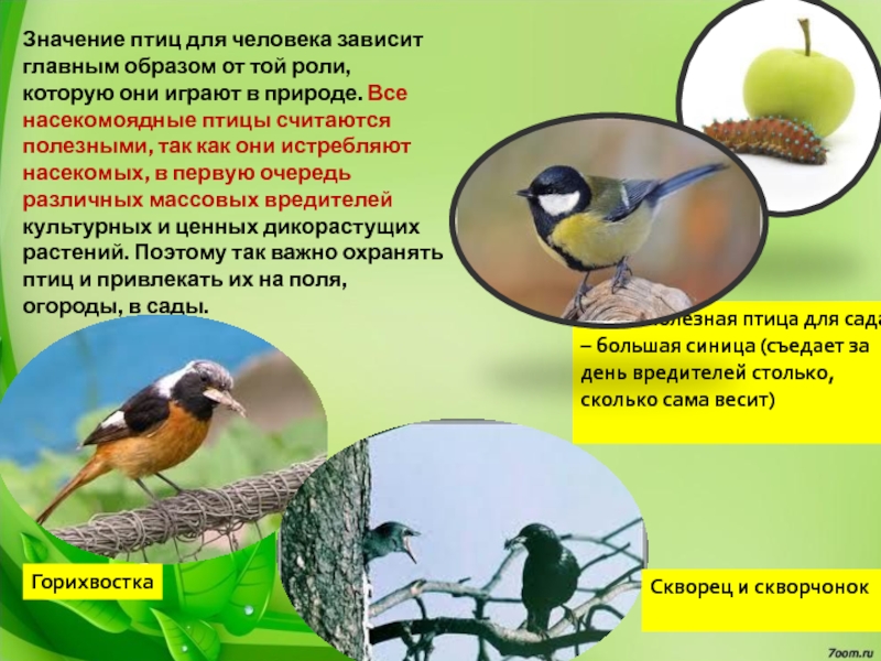 На птичьих правах. Насекомоядные птицы список. Насекомоядные птицы интересные факты. Что распространяют Насекомоядные птицы. Насекомоядные птицы особенности строения.