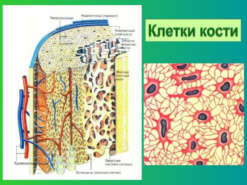 Костные клетки. Строение клетки кости. Клетки костные клетки. Строение костной клетки человека.