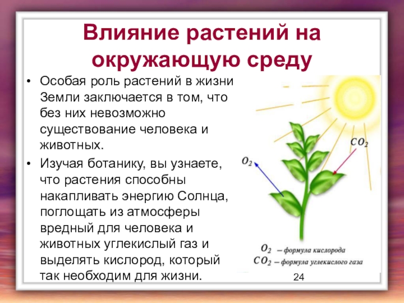 Как делать проект по биологии