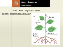 Презентация по биологии  для 6 класса по теме Лист