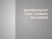 Диллениидтер клас тармағы DILLENIIDAE