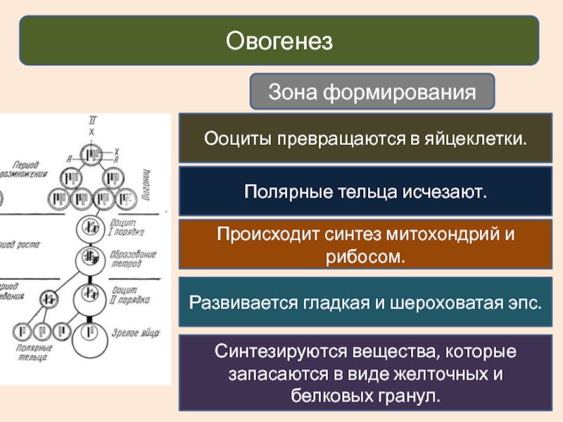 Зона формирования. Полярное тельце овогенез. Зона формирования овогенеза. Полярные клетки в овогенезе. Формирование овогенеза.