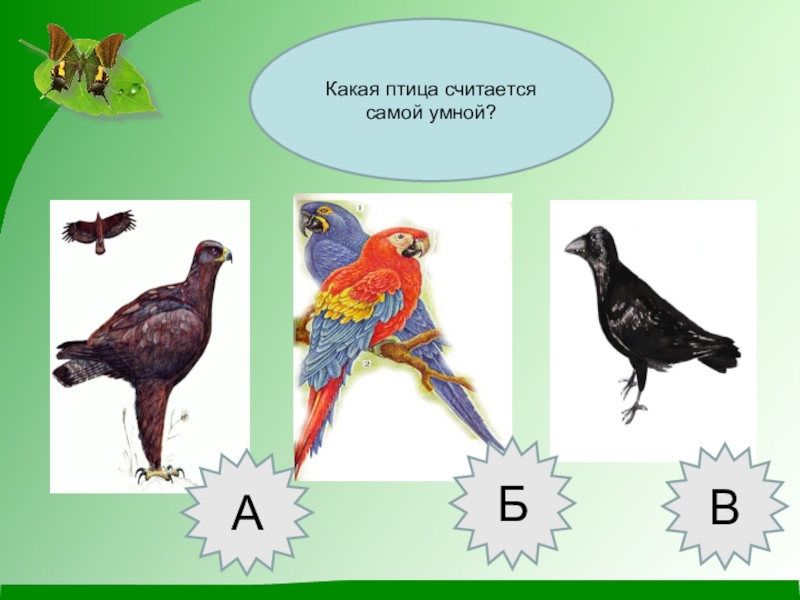 колибри пчелка самая маленькая птица в мире. Magpie arc glamour. андский кондор и альбатрос. колибри карликовая пчелка. зелёный дятел ареал.