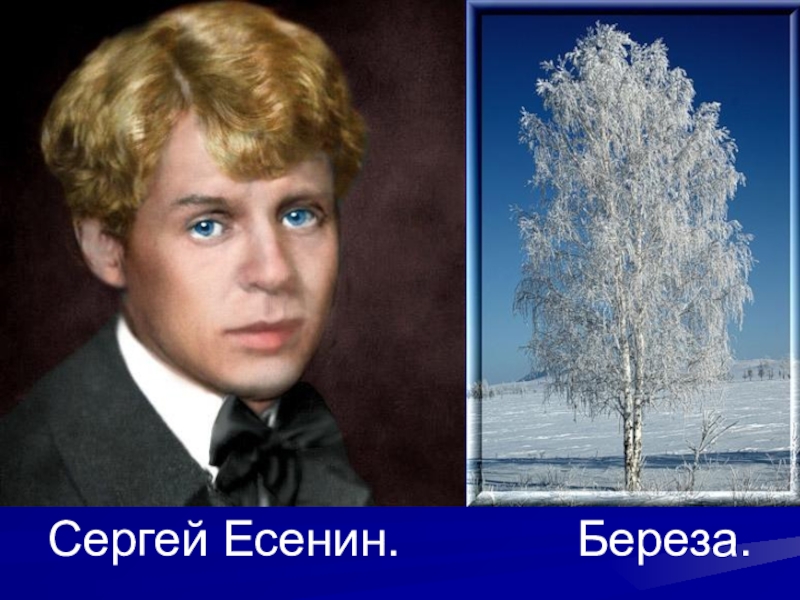 Березка есенин. Сергей Есенин береза. Береза Есенина. Белые берёзы Сергея Есенина.