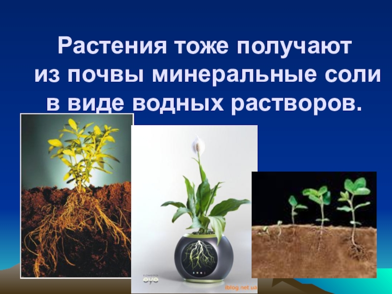 Без растений не могут жить