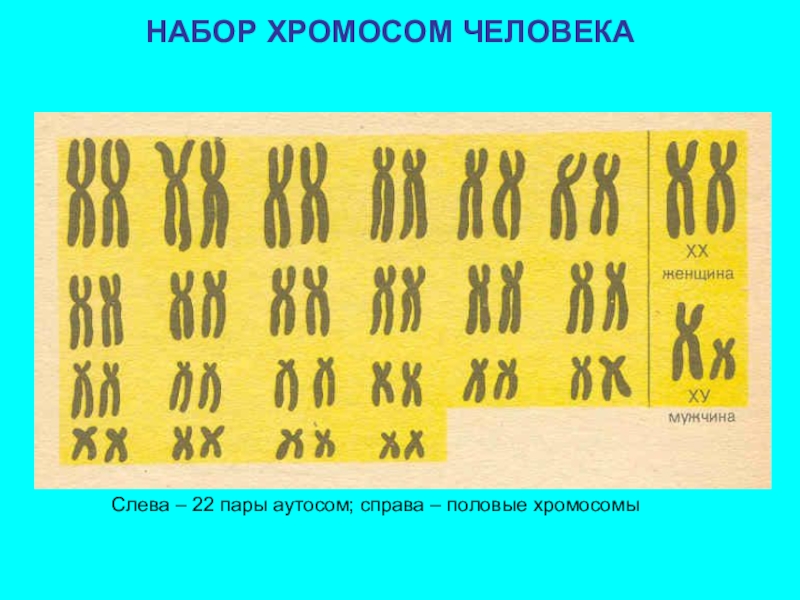 Сколько хромосом аутосом. Набор хромосом у человека 46 хромосом. Набор хромосом половых хромосом. Набор Хромосомов человека. Набор хромосом чнловнек.