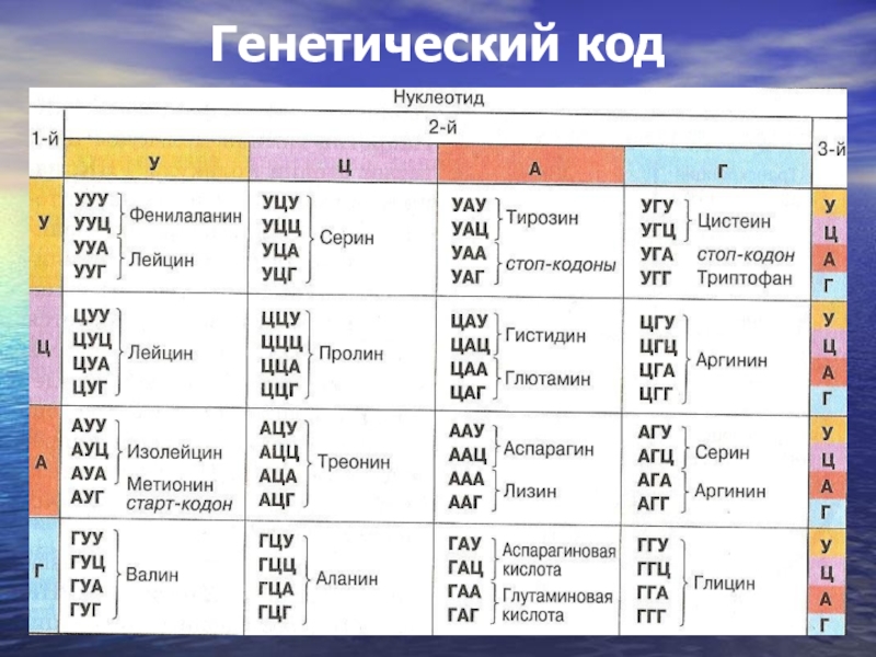 Генетический код презентация 10 класс биология