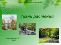 Презентация по Биологии 6 класс Ткани Растений