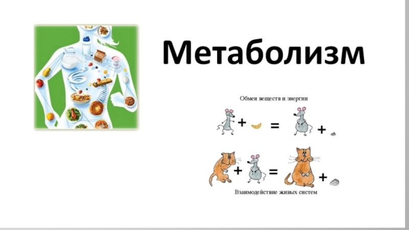 Обмен веществ 9 класс. Метаболизм это в биологии 9. Метаболизм 9 класс биология. Метаболизм презентация 9 класс. Метаболизм 9 класс биология презентация.