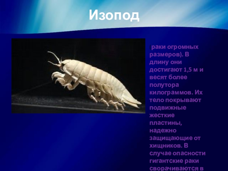 достигает полутора килограммов