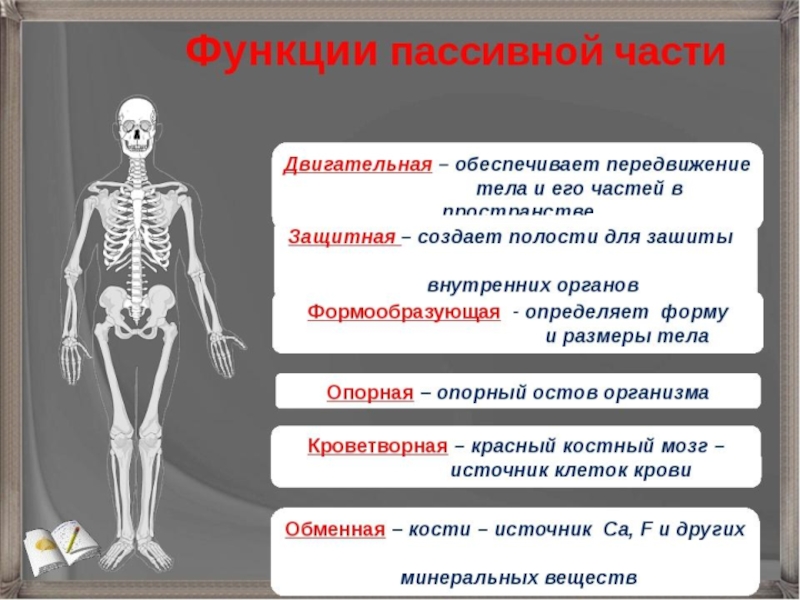 Опорно двигательная система презентация анатомия