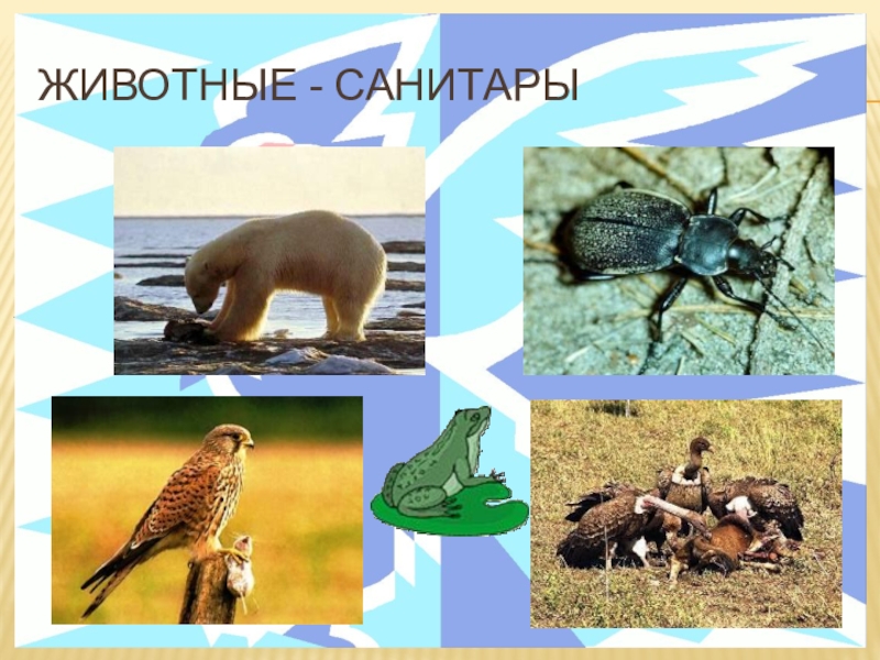 Какого зверя называют санитаром леса. Санитары леса животные. Какие из перечисленных животных являются санитарами леса. Санитар леса животное. Животные санитары.