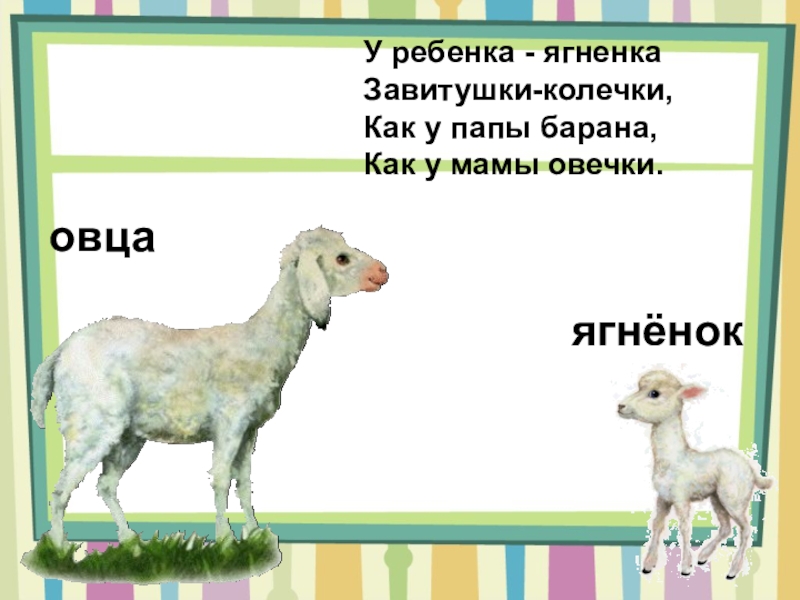 Звуковая схема слова овца