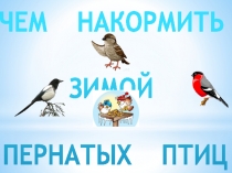 Чем накормить пернатых птиц зимой?