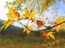 Презентация к уроку математики 7 класса Линейные уравнения с двумя неизвестными