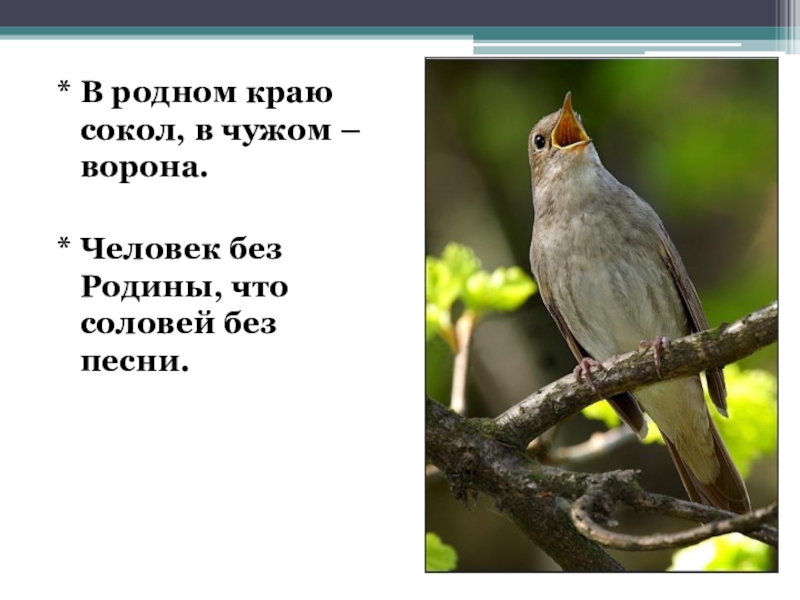 Человек без родины соловей без песни значение. Человек без Родины что Соловей. Человек без Родины что Соловей без песни. В родном краю Сокол в чужом ворона. Пословица человек без Родины что Соловей без песни.