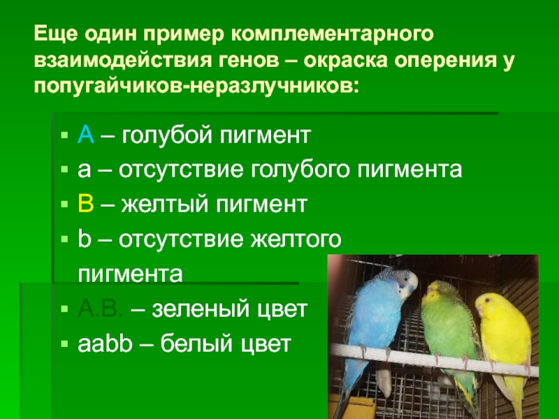 Примеры генов человека. Взаимодействие генов. Комплементарность попугаи. Комплементарное взаимодействие примеры. Наследование окраски оперения у попугаев.