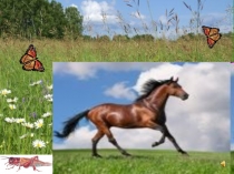 Презентация по окружающему миру по теме Степь (3 класс)