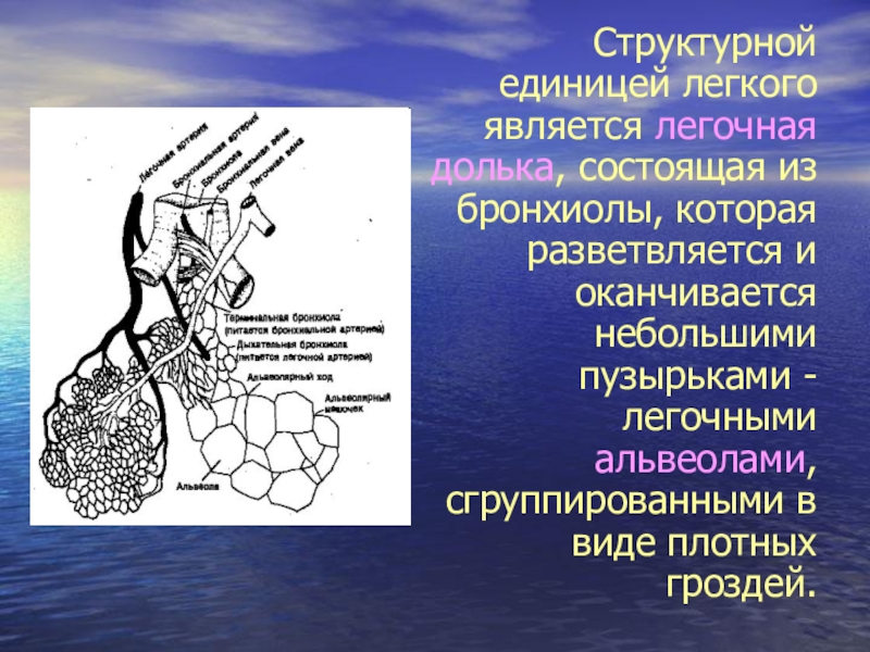 Единица легкого. Структурной единицей легкого является. Структурно-функциональная единица легких. Что является структурной единицей лёгкого?. Структурно-функциональной единицей легкого является.