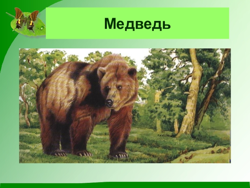 Природное сообщество лес 5 класс биология. Медведь для презентации. Лес и его обитатели 2 класс. Медведь презентация по изо. Природное сообщество лес.