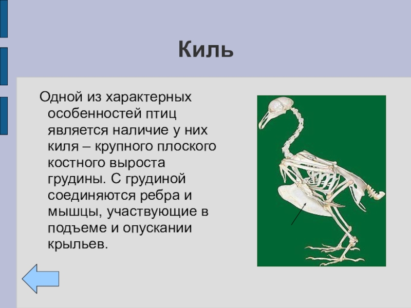 Значение птиц биология 7 класс. Функции киля у птиц. Скелет птицы киль. Килевая кость у птиц. Роль киля у птиц.