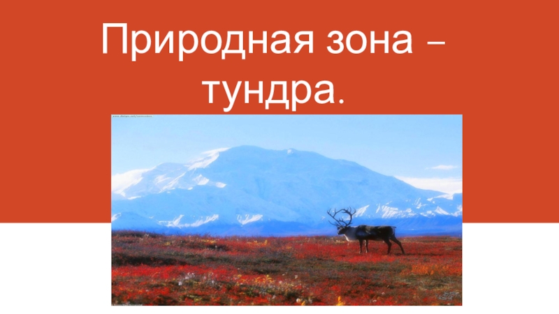 Зона тундры 4 класс. Тундра природная зона 4 класс. Природная зона тундра 4 класс окружающий мир. Проект природная зона тундра. Зона тундры 4 класс окружающий мир.