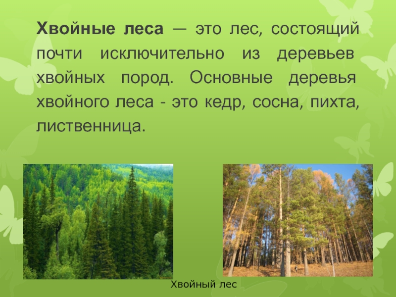 Зона лесов в которой встречаются только хвойные. Леса для презентации. Рассказ о лесе. Хвойные леса доклад. Доклад про лес.