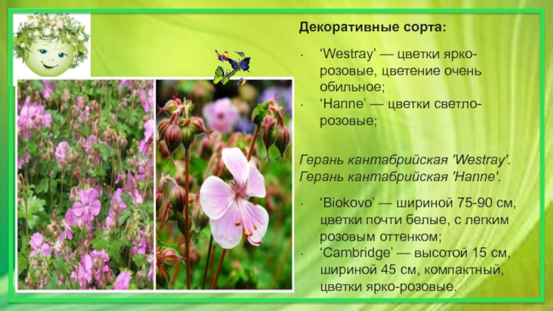 Декоративные сорта:‘Westray’ — цветки ярко-розовые, цветение очень обильное;‘Hanne’ — цветки светло-розовые; Герань кантабрийская 'Westray'. Герань кантабрийская 'Hanne'.‘Biokovo’ —