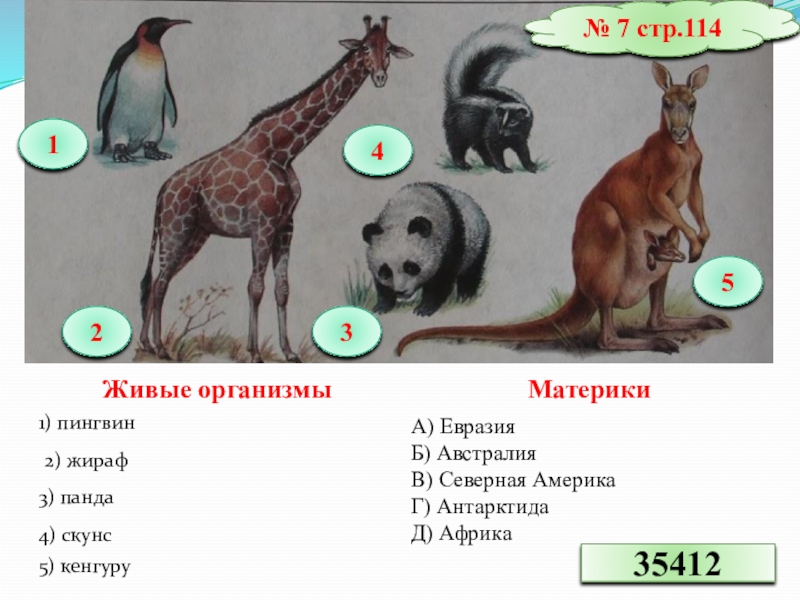 Животные материков презентация