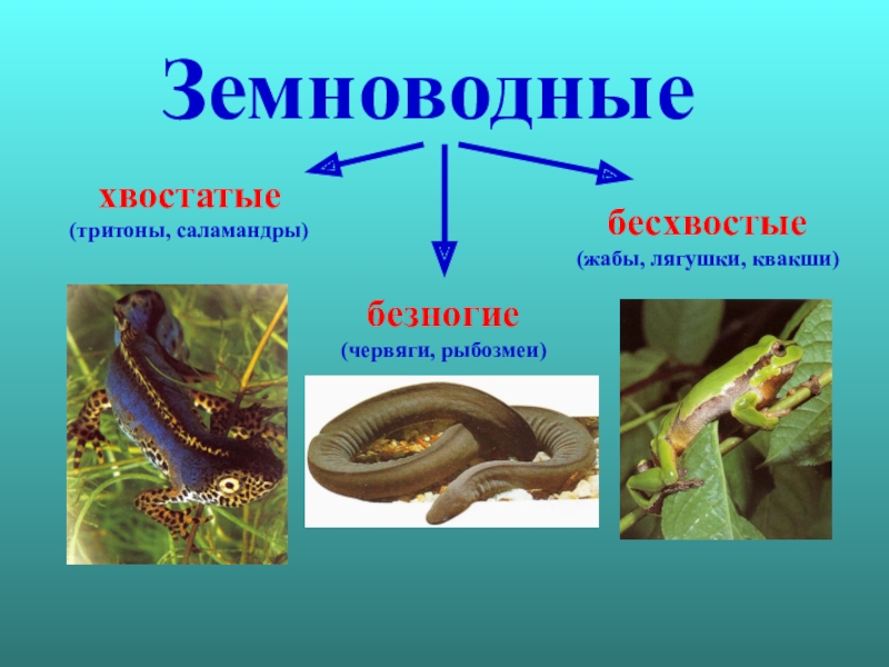 Презентация класс земноводные 7 класс биология по пасечнику