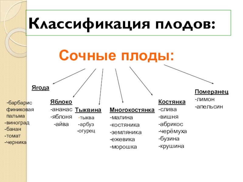 Схема классификации плодов. Классификация плодов. Плоды классификация плодов. Классификация сочных плодов. Классификация плодов костянка.