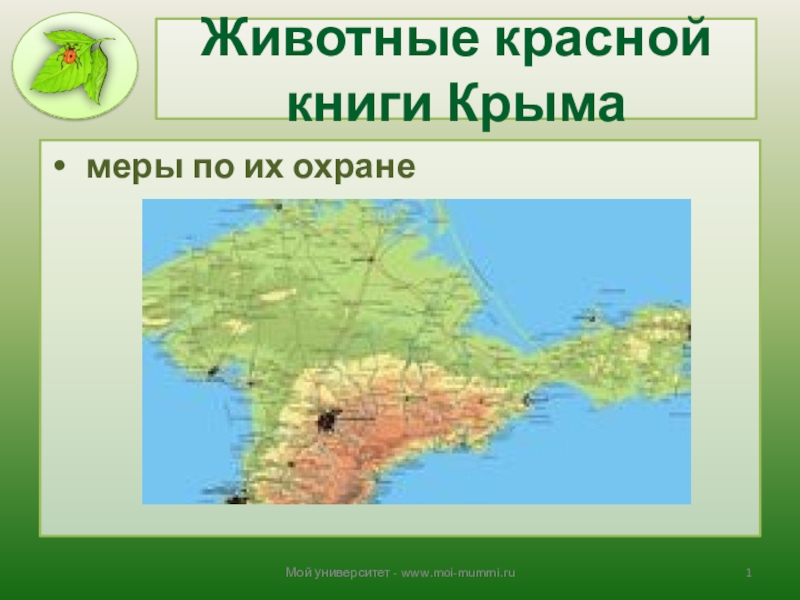 Презентация Презентация Животные Красной книги Крыма