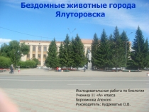 Презентация к исследовательской работе Бездомные животные города Ялуторовска.