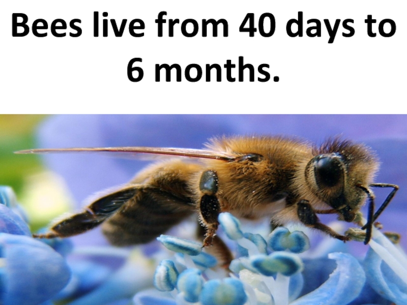 Bees live from 40 days to 6 months.