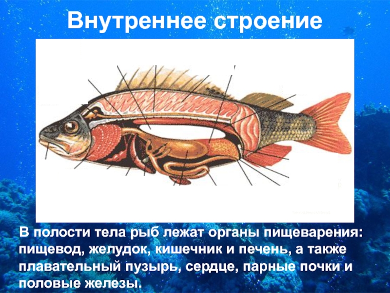 Внутреннее строение рыбы. Внутреннее строение щуки. Анатомия щуки строение. Внутреннее строение рыбки петушка.