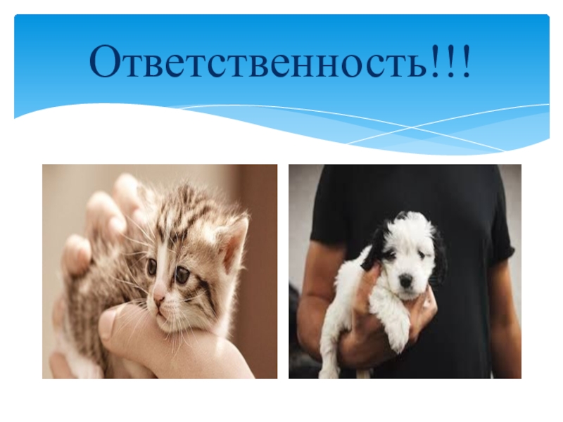 Ответственное животное