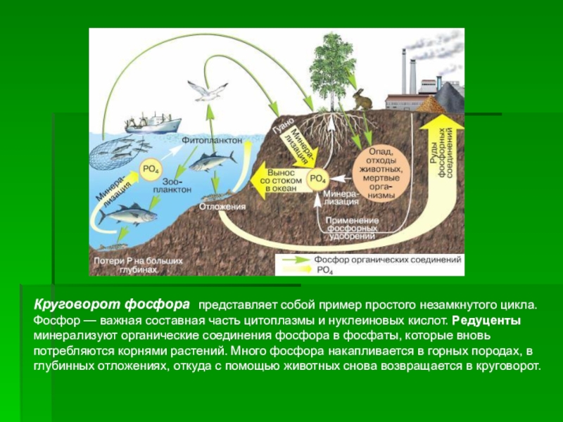 Круговорот фосфора в биосфере рисунок - 92 фото