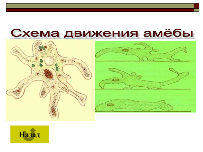 Биология 6 класс презентация движение животных