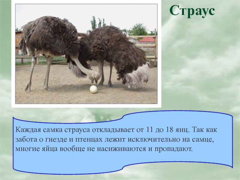 СтраусКаждая самка страуса откладывает от 11 до 18 яиц. Так как забота о гнезде и птенцах лежит